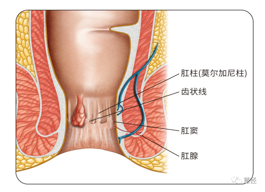 而多数人不知道的,在消化道的出口,即肛腔内,还隐藏一副软牙